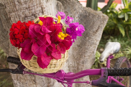 Fair Trade Photo Bicycle, Colour image, Day, Flower, Horizontal, Mothers day, Outdoor, Peru, Pink, Purple, South America, Summer, Transport, Tree
