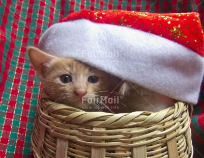 Fair Trade Photo Animals, Basket, Cat, Christmas, Colour image, Cute, Hat, Horizontal, Kitten, Peru, South America