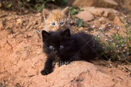 Fair Trade Photo Activity, Animals, Cat, Colour image, Cute, Day, Friendship, Kitten, Looking at camera, Outdoor, Peru, South America