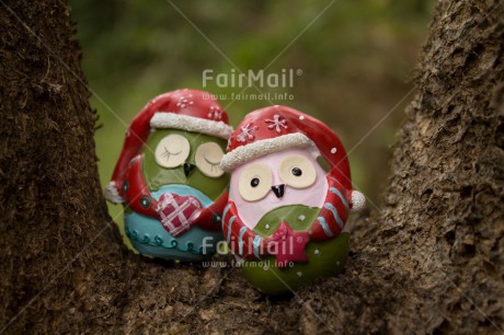 Fair Trade Photo Christmas, Colour image, Owl, Peru, South America, Tree