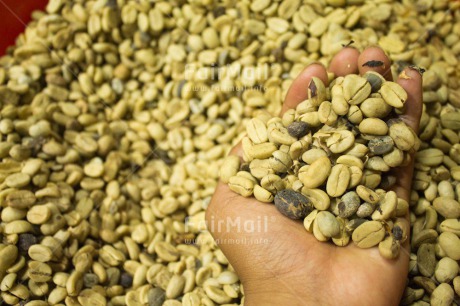 Fair Trade Photo Closeup, Coffee, Colour image, Cup, Food and alimentation, Hand, Peru, South America