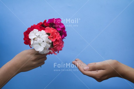 Fair Trade Photo Activity, Blue, Closeup, Colour image, Flower, Giving, Hand, Peru, Red, Sharing, South America, White