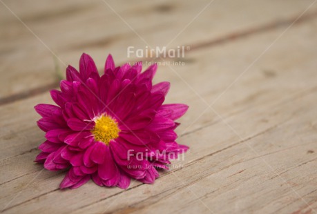 Fair Trade Photo Closeup, Flower, Horizontal, Mothers day, Peru, Pink, South America, Thank you, Yellow