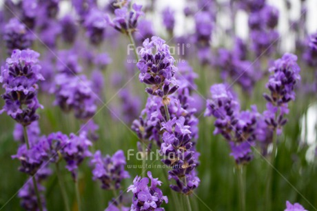 Fair Trade Photo Closeup, Colour image, Flower, Horizontal, Peru, Purple, South America