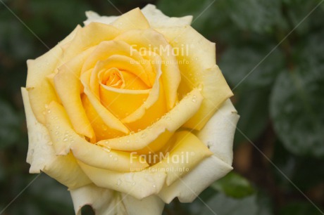 Fair Trade Photo Closeup, Colour image, Flower, Horizontal, Peru, Rose, South America, Waterdrop, Yellow