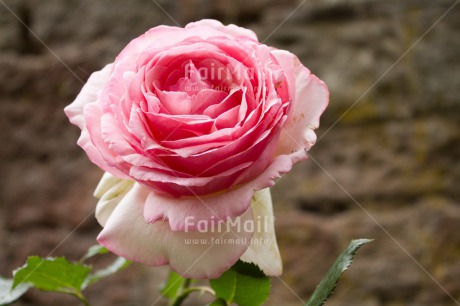 Fair Trade Photo Closeup, Colour image, Flower, Horizontal, Peru, Pink, Rose, South America