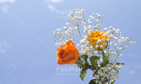 Fair Trade Photo Colour image, Condolence-Sympathy, Flower, Horizontal, Love, Marriage, Peru, South America, Wedding