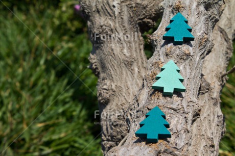 Fair Trade Photo Brown, Christmas, Colour image, Green, Horizontal, Peru, South America, Tree