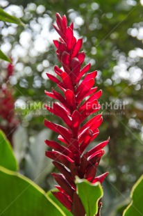 Fair Trade Photo Colour image, Flower, Orchid, Peru, South America, Vertical