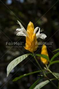 Fair Trade Photo Colour image, Flower, Orchid, Peru, South America, Vertical