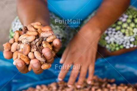 Fair Trade Photo Agriculture, Cacao, Chocolate, Closeup, Colour image, Fair trade, Food and alimentation, Hand, Harvest, Horizontal, One woman, People, Peru, Shooting style, South America