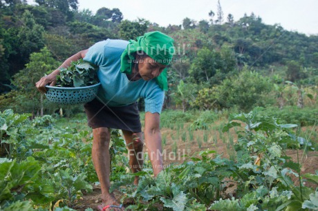Fair Trade Photo Activity, Agriculture, Colour image, Farmer, Food and alimentation, Harvest, Horizontal, One woman, People, Rural, Working