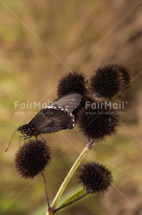 Fair Trade Photo Butterfly, Colour image, Flower, Nature, Peru, South America, Vertical