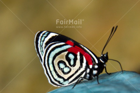 Fair Trade Photo Butterfly, Closeup, Colour image, Horizontal, Nature, Shooting style