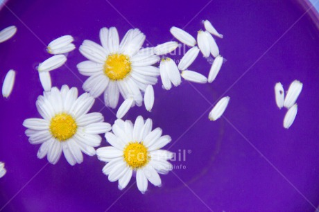 Fair Trade Photo Colour image, Condolence-Sympathy, Daisy, Flower, Horizontal, Mothers day, White, Yellow