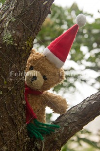 Fair Trade Photo Christmas, Colour image, Cute, Hat, Peru, South America, Teddybear, Vertical