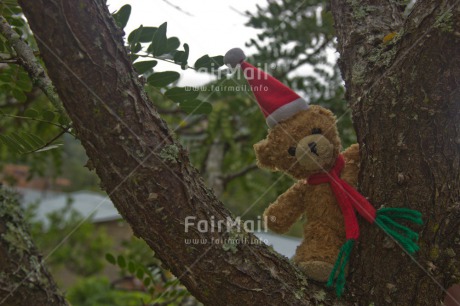 Fair Trade Photo Christmas, Colour image, Cute, Hat, Horizontal, Peru, South America, Teddybear
