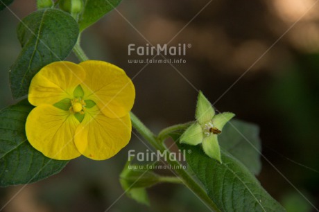 Fair Trade Photo Colour image, Flower, Horizontal, Nature, Peru, South America, Yellow