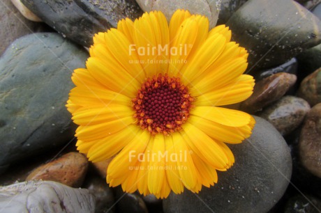 Fair Trade Photo Closeup, Colour image, Flower, Peru, South America, Stone, Yellow