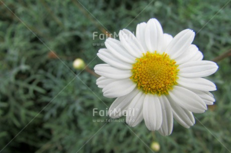 Fair Trade Photo Closeup, Colour image, Flower, Peru, South America, White, Yellow