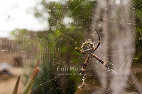 Fair Trade Photo Animals, Closeup, Colour image, Horizontal, Insect, Peru, South America, Spider, Spiderweb