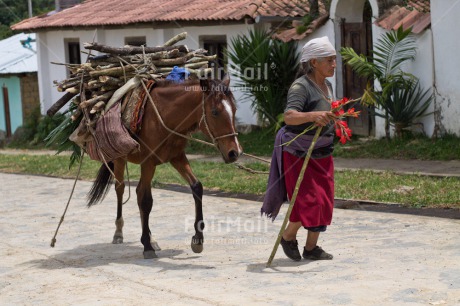 Fair Trade Photo Activity, Animals, Colour image, Horizontal, Horse, One woman, People, Peru, Rural, South America, Walking