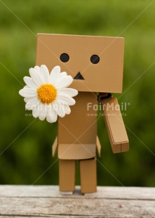 Fair Trade Photo Closeup, Colour image, Daisy, Danboard, Flower, Friendship, Love, Peru, Shooting style, Sorry, South America, Valentines day, Vertical
