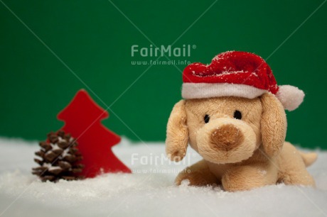 Fair Trade Photo Animals, Christmas, Colour image, Dog, Hat, Horizontal, Peru, Puppy, Snow, South America