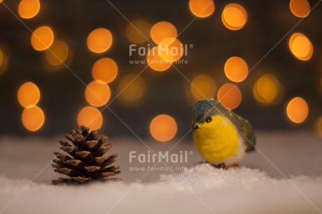Fair Trade Photo Animals, Bird, Christmas, Colour image, Horizontal, Light, Peru, Seasons, Snow, South America, Winter