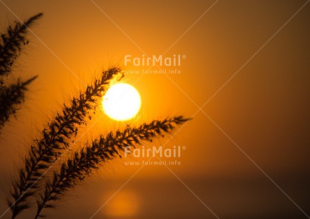 Fair Trade Photo Colour image, Condolence-Sympathy, Horizontal, Peru, South America, Sunset, Wheat