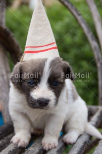 Fair Trade Photo Animals, Birthday, Colour image, Dog, Peru, Puppy, South America, Vertical