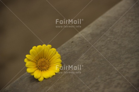 Fair Trade Photo Colour image, Condolence-Sympathy, Flower, Horizontal, Peru, South America, Yellow