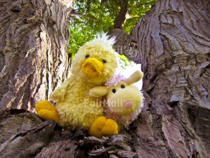 Fair Trade Photo Animals, Colour image, Cute, Day, Duck, Friendship, Funny, Horizontal, Love, Low angle view, Nature, Outdoor, Peru, Sheep, South America, Teddybear, Together, Tree