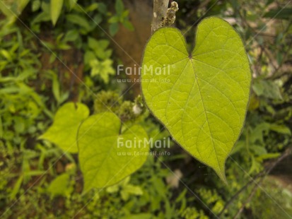 Fair Trade Photo Colour image, Focus on foreground, Green, Heart, Horizontal, Love, Mothers day, Nature, Outdoor, Perspective, Peru, South America, Valentines day