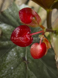 Fair Trade Photo Colour image, Focus on foreground, Green, Heart, Love, Nature, Outdoor, Peru, Red, South America, Vertical