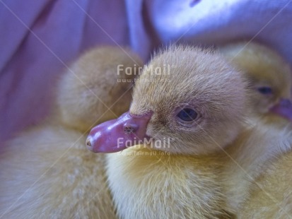 Fair Trade Photo Animals, Baby, Birth, Chicken, Colour image, Cute, Duck, Horizontal, Nature, New baby, People, Peru, South America