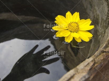 Fair Trade Photo Artistique, Colour image, Day, Flower, Hand, Horizontal, Outdoor, Peru, Reflection, South America, Water, Yellow