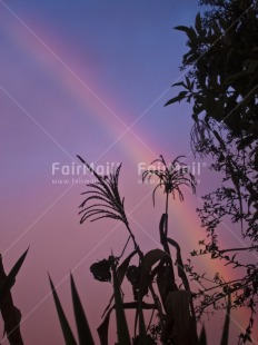 Fair Trade Photo Colour image, Evening, Nature, Outdoor, Peru, Plant, Rainbow, Sky, South America, Tree, Vertical