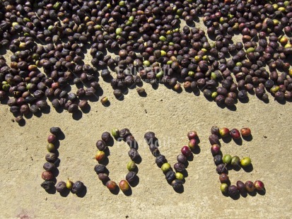 Fair Trade Photo Agriculture, Coffee, Colour image, Day, Food and alimentation, Fruits, Horizontal, Letter, Love, Outdoor, Peru, South America