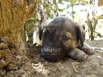 Fair Trade Photo Activity, Animals, Colour image, Cute, Day, Dog, Horizontal, Lying, Outdoor, Peru, Relaxing, Rural, South America