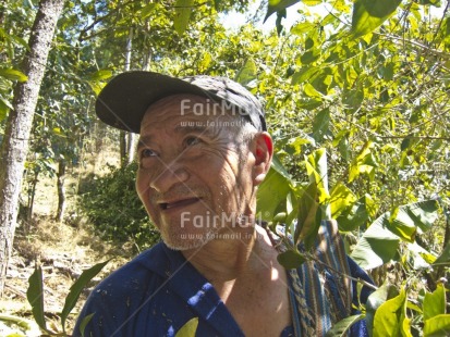Fair Trade Photo Activity, Agriculture, Casual clothing, Clothing, Coffee, Colour image, Day, Farmer, Food and alimentation, Green, Horizontal, Looking away, One man, Outdoor, People, Peru, Portrait headshot, Rural, Smiling, South America, Tree