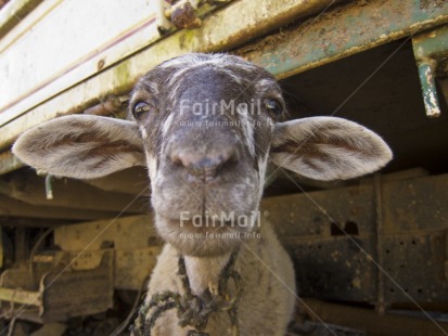 Fair Trade Photo Activity, Animals, Colour image, Day, Funny, Goat, Horizontal, Looking at camera, Outdoor, Peru, South America