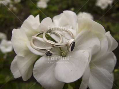 Fair Trade Photo Colour image, Day, Flower, Horizontal, Love, Marriage, Outdoor, Peru, Ring, South America, Tabletop, Together, White