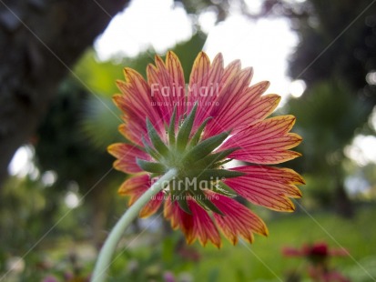 Fair Trade Photo Colour image, Day, Flower, Focus on foreground, Horizontal, Nature, Outdoor, Peru, Red, South America