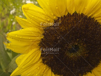 Fair Trade Photo Closeup, Colour image, Day, Flower, Horizontal, Nature, Outdoor, Peru, South America, Sunflower, Waterdrop