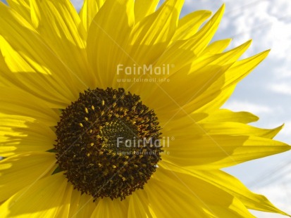 Fair Trade Photo Closeup, Colour image, Flower, Horizontal, Outdoor, Peru, Seasons, Sky, South America, Summer, Sunflower, Yellow