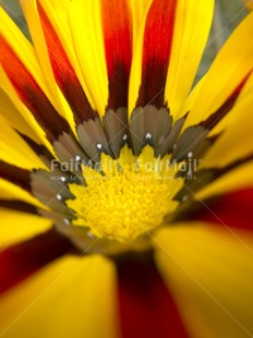 Fair Trade Photo Closeup, Colour image, Day, Flower, Outdoor, Peru, Red, South America, Vertical, Yellow