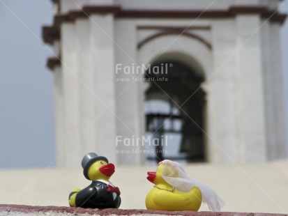 Fair Trade Photo Animals, Bride, Church, Colour image, Day, Duck, Funny, Groom, Horizontal, Invitation, Love, Marriage, Outdoor, Peru, South America, Together