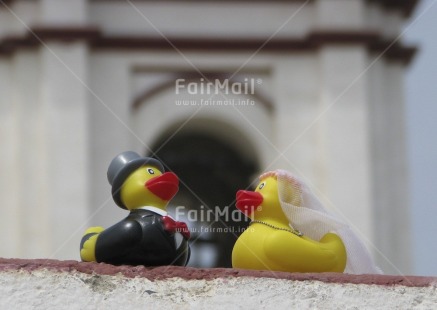 Fair Trade Photo Animals, Colour image, Duck, Focus on foreground, Horizontal, Love, Marriage, Outdoor, Peru, South America, Tabletop
