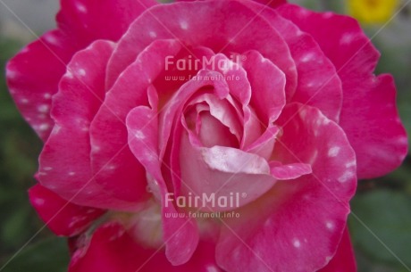 Fair Trade Photo Closeup, Colour image, Flower, Focus on foreground, Horizontal, Love, Mothers day, Nature, Outdoor, Peru, Pink, South America, Valentines day